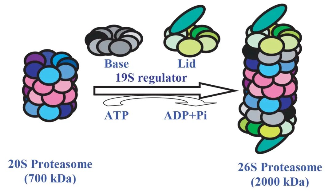 Advancements in Protein lipidation Research